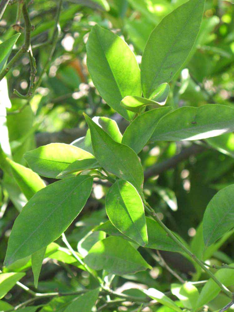              Shade leaves (Riverside, CA)       